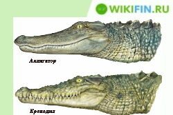 чем отличается крокодил от аллигатора простыми словами